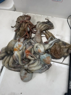 タコの釣果