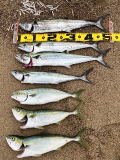 サゴシの釣果