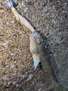 マハゼの釣果
