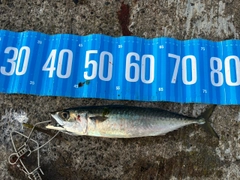 サバの釣果