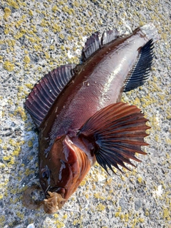 アブラコの釣果