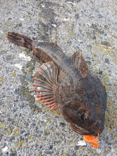 カジカの釣果
