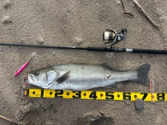 スズキの釣果