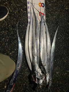 タチウオの釣果