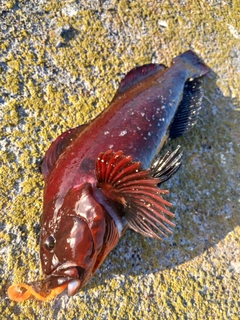 アブラコの釣果