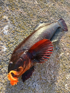 アブラコの釣果