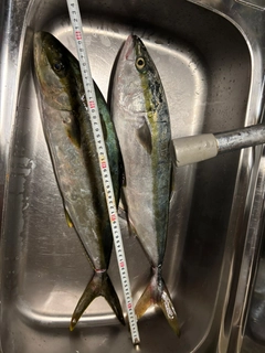 ヒラマサの釣果