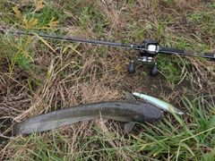 ナマズの釣果
