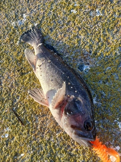 クロソイの釣果