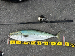 ブリの釣果