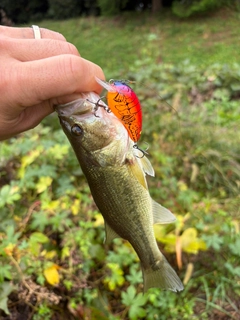 ラージマウスバスの釣果