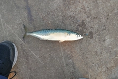 サバの釣果