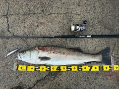スズキの釣果