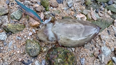 コウイカの釣果