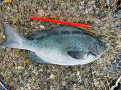 メジナの釣果