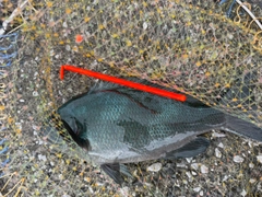 メジナの釣果