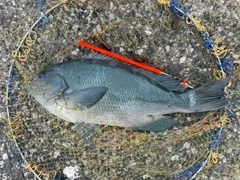 メジナの釣果