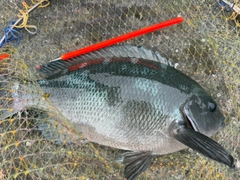 メジナの釣果