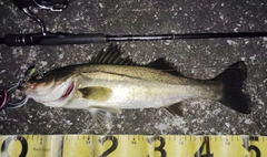 シーバスの釣果