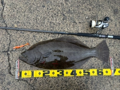 ヒラメの釣果