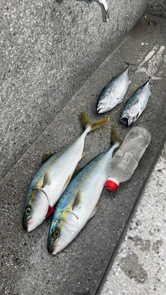 ヒラスの釣果