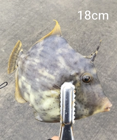 カワハギの釣果