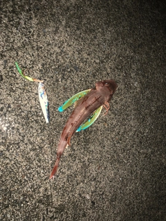 ホウボウの釣果