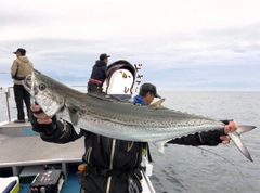 サワラの釣果