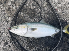 メジロの釣果