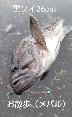 クロソイの釣果