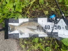 ミナミクロダイの釣果