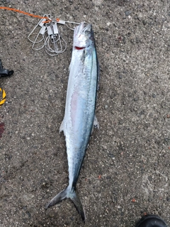 サゴシの釣果
