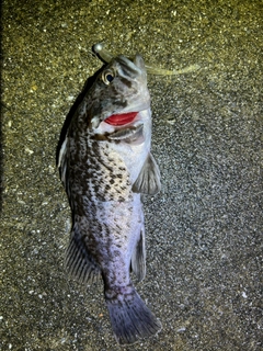 クロソイの釣果