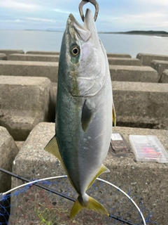 イナダの釣果