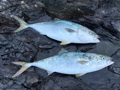 ワラサの釣果