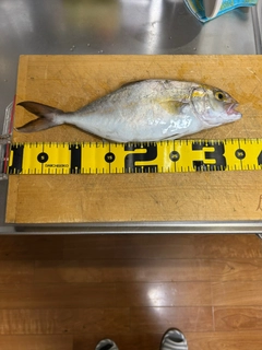 ショゴの釣果