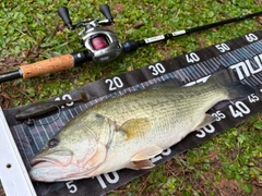 ブラックバスの釣果