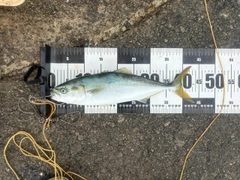 ハマチの釣果