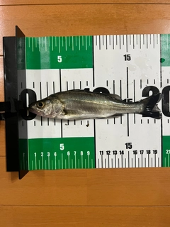 セイゴ（ヒラスズキ）の釣果