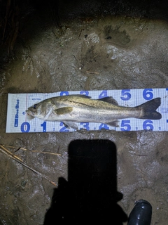 スズキの釣果