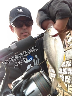 メッキの釣果