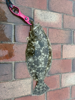 ヒラメの釣果