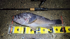 クロソイの釣果