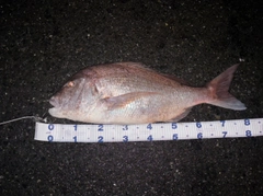 タイの釣果