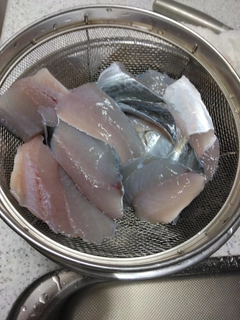 サゴシの釣果