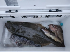 ヒラメの釣果