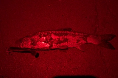 ウグイの釣果
