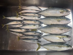 フクラギの釣果