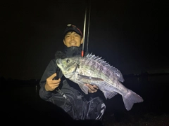 チヌの釣果