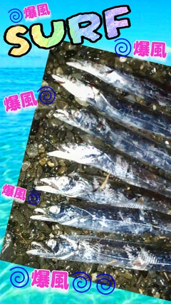 タチウオの釣果
